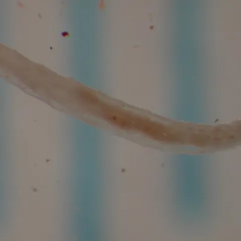 Sciarid larva from Brian Cabreara