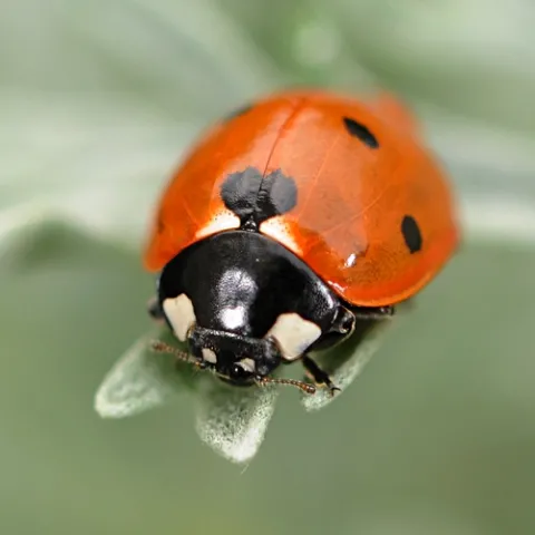 OVERWINTERING ladybug walks out onto an artemisa leaf. (Photo by Kathy Keatley Garvey)