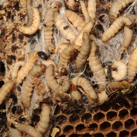 INFESTED BEE FRAME shows a small hive beetle and wax moth larvae. This is a frozen frame. (Photo by Kathy Keatley Garvey)