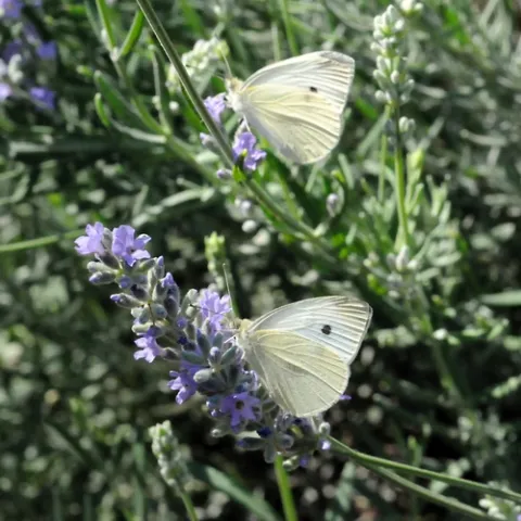 TWO CABBAGE WHITE butterflies foraging. (Photo by Kathy Keatley Garvey)
