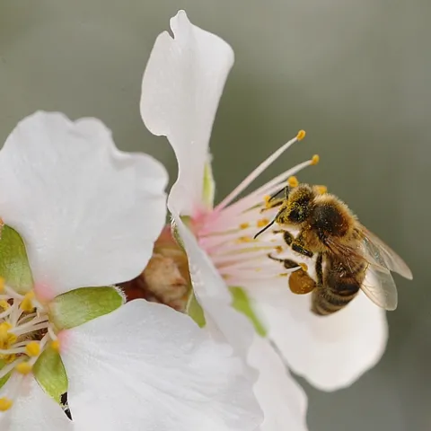 THIS WILL be the scene next month in California when honey bees begin pollinating the almond blossoms. (Photo by Kathy Keatley Garvey)