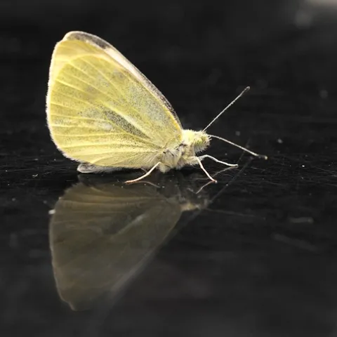CABBAGE WHITE BUTTERFLY--the first of 2011 in the three-county area of Yolo, Solano and Sacramento. Art Shapiro found this one today (Jan. 31) in Suisun City, Solano County. (Photo by Kathy Keatley Garvey)