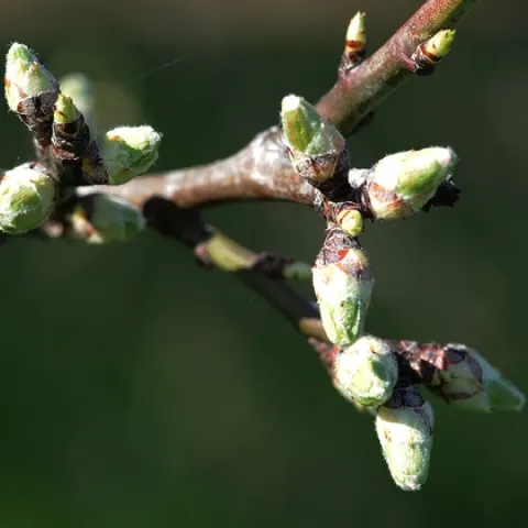 ALMOND TREE at the Harry H. Laidlaw Jr. Honey Bee Research Facility is just about ready to burst into bloom. This photo was taken Feb. 7. The commercial almond pollination season generally begins around Valentine's Day. (Photo by Kathy Keatley Garvey)