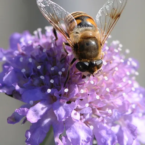 DRONE FLY is often mistaken for a honey bee. This drone fly was nectaring a pincushion flower (Seabiosa columbaria) Feb. 5 in Tomales. (Photo by Kathy Keatley Garvey)