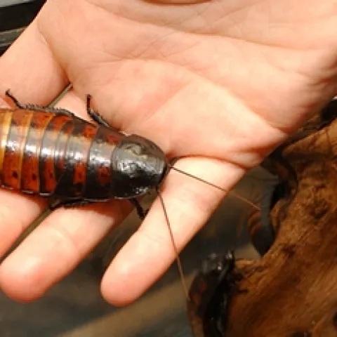 NAME CARS after insects? How about "The Hisser," the Madagascar Hissing Cockroach? This photo was taken in the Bohart Museum of Entomology at UC Davis where visitors love to hold them. (Photo by Kathy Keatley Garvey)