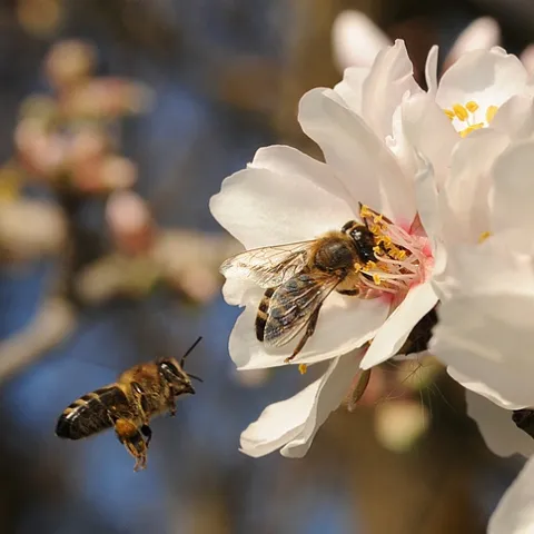 ALMOND BLOSSUMS at the Harry H. Laidlaw Jr. Honey Bee Research Facility, UC Davis, burst into bloom today. Honey bees came in twos and threes. (Photo by Kathy Keatley Garvey)
