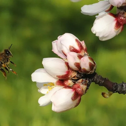 HONEY BEE heads for almond blossoms at the Harry H. Laidlaw Jr. Honey Bee Research Facility at the University of California, Davis. (Photo by Kathy Keatley Garvey)