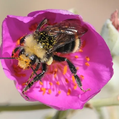 YELLOW-FACED BUMBLE BEE (Bombus vosnesenskii) gathers pollen on a rock purslane (Calandrinia grandiflora). (Photo by Kathy Keatley Garvey)