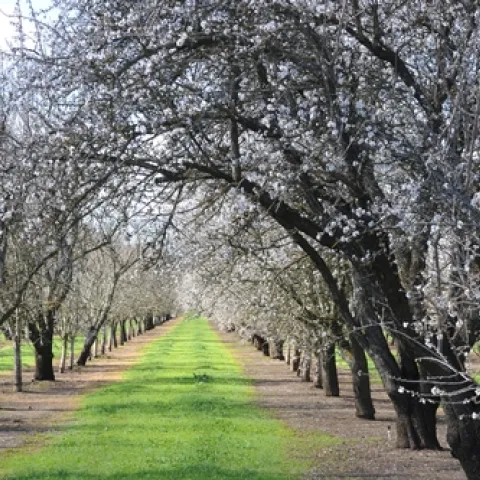 ALMOND ORCHARD in Dixon, Calif. shows rows and rows of popcornlike blossoms. (Photo by Kathy Keatley Garvey)