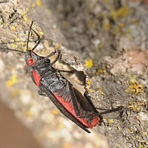 SOAPBERRY BUG scrambles up a tree at UC Davis. Biologist Hugh Dingle, emeritus professor of entomology at UC Davis, studies soapberry bugs. (Photo by Kathy Keatley Garvey)