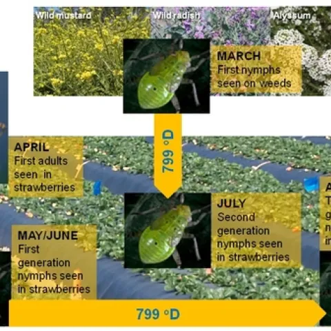 Lygus degree-day model 1