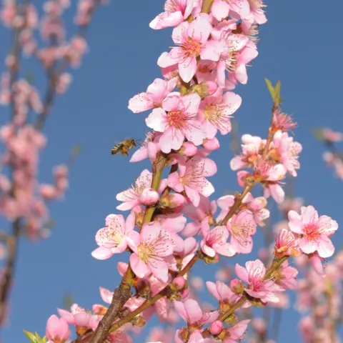HONEY BEE heads for the highest blossoms in a UC Davis peach orchard. (Photo by Kathy Keatley Garvey)
