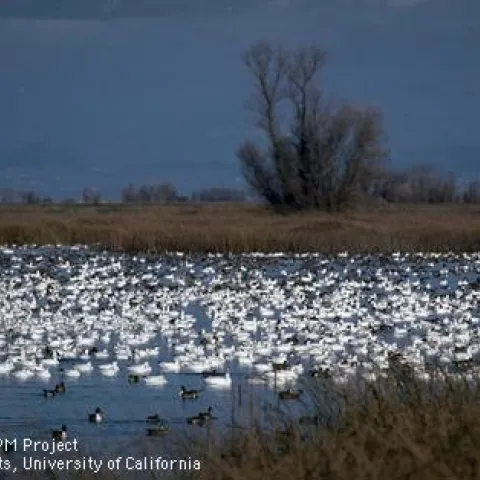 Snow geese and ducks on a flooded rice field in winter
