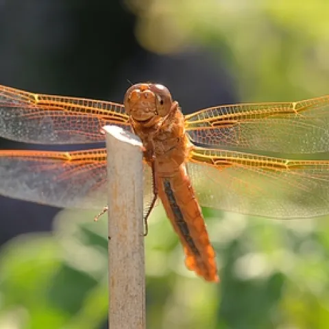 CAMPERS in the Bio Boot Camp may see this dragonfly, a flame skimmer, on the UC Davis campus or at the Sagehen Creek Field Station. (Photo by Kathy Keatley Garvey)
