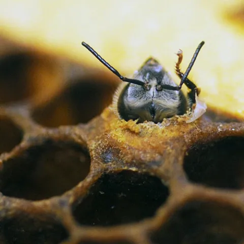 ANTENNAE of a honey bee as she emerges from her cell at the Harry H. Laidlaw Jr. Honey Bee Research Facility. (Photo by Kathy Keatley Garvey)