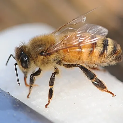 HONEY BEE sips water from a rain-soaked napkin. (Photo by Kathy Keatley Garvey)