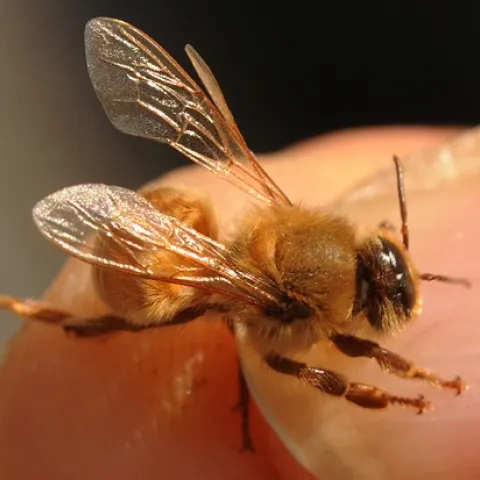 THIS MUTANT BEE, rarely found in the beekeeping world, is often called a "cyclops" bee. It has the head of a drone (note the wrap-around eyes or eyes that meet at the top of the head) and the body of a worker, complete with pollen baskets and a stinger. This one, about to take flight, is on the hand of bee breeder-geneticist Susan Cobey, who spotted it in a Glenn County queen-production business. (Photo by Kathy Keatley Garvey)