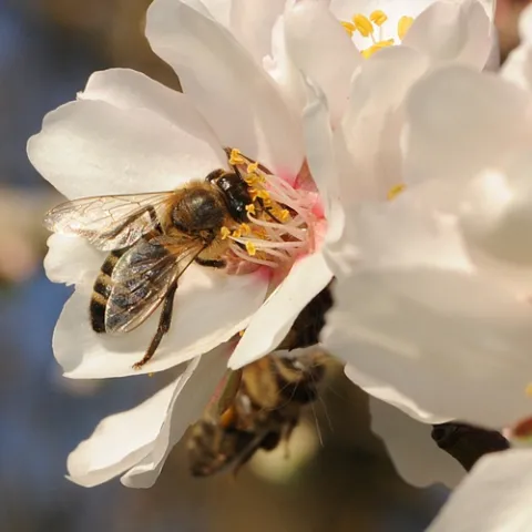 HONEY BEES work the almonds at the Harry H. Laidlaw Jr. Honey Bee Research Facility at UC Davis. (Photo by Kathy Keatley Garvey)