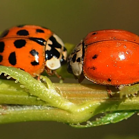 LADYBUGS converging on a plum tree leaf. (Photo by Kathy Keatley Garvey)