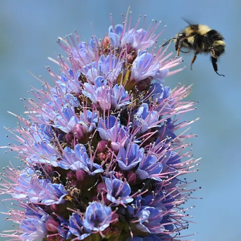 Bombus melanopygus heading toward the Pride of Madeira, Echium candicans. (Photo by Kathy Keatley Garvey)