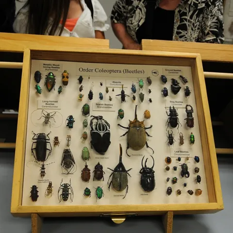 Beetle display at the Bohart Museum of Entomology. (Photo by Kathy Keatley Garvey)