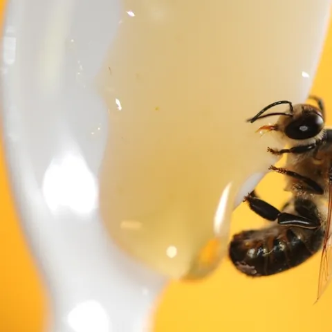 Drone sipping honey at the Harry H. Laidlaw Jr. Honey Bee Research Facility. (Photo by Kathy Keatley Garvey)
