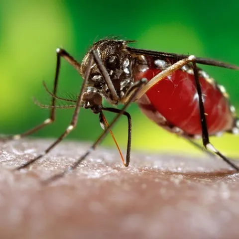 The dengue mosquito, Aedes aegypti. (Photo courtesy of James Gathany, Centers for Disease Control and Prevention).