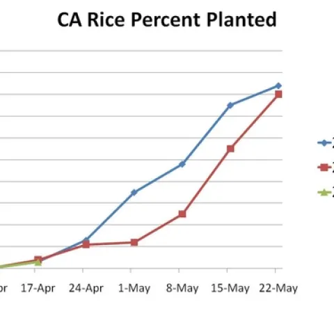 Rice planted