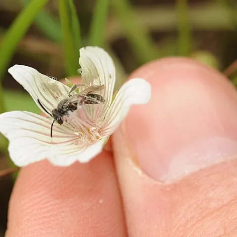 Andrena bee on meadowfoam. (Photo by Kathy Keatley Garvey