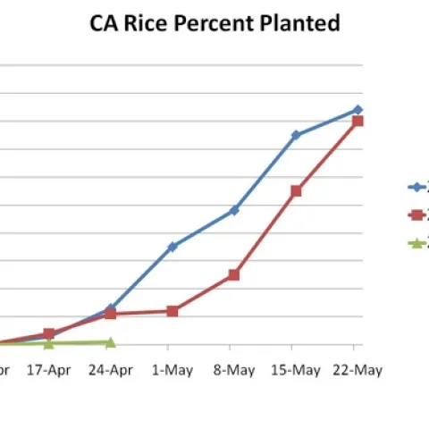 Rice planted