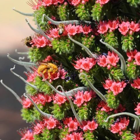 Honey bee and male carpenter bee (Xylocopa varipuncta) on tower of jewels (Echium wildpretii). (Photo by Kathy Keatley Garvey)