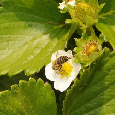 Honey bee foraging on strawberry plant in Haagen-Dazs Honey Bee Haven. (Photo by Kathy Keatley Garvey)