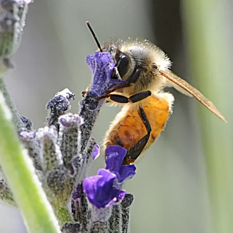 Italian honey bee foraging on lavender. (Photo by Kathy Keatley Garvey)