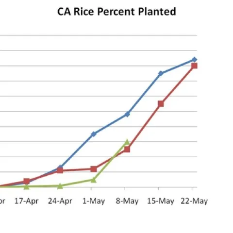 Rice planted