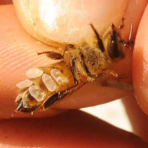 Flakes of wax on a wax builder. (Photo by Kathy Keatley Garvey)