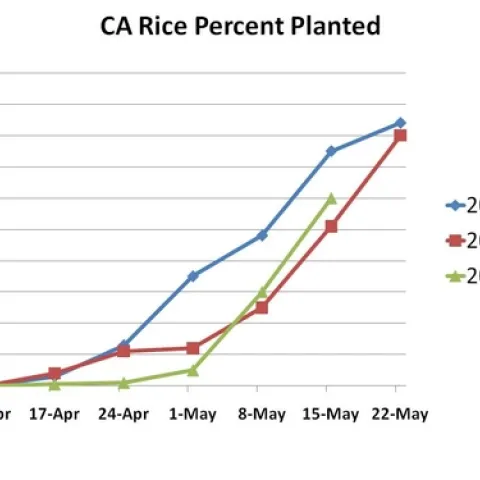 Rice planted