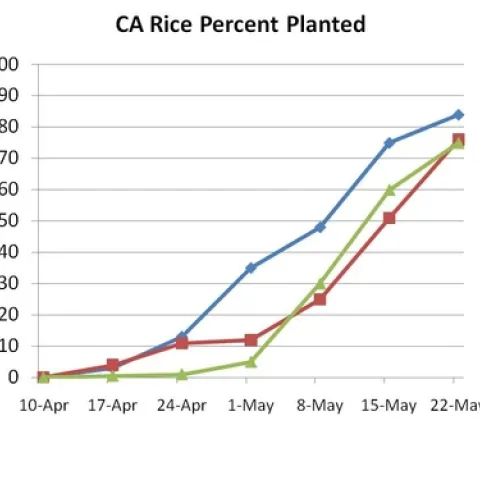 Rice planted