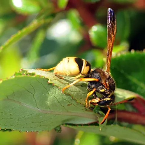Solitary vespid foraging ndian hawthorn at the Benicia marina. (Photo by Kathy Keatley Garvey)
