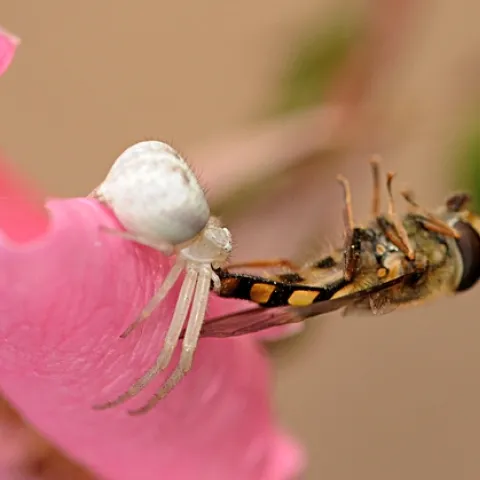Crab spider nails a flower fly in the Haagen-Dazs Honey Bee Haven. (Photo by Kathy Keatley Garvey)