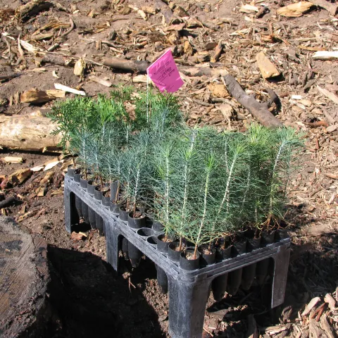 Containerized planting stock ready to reforest an area burned by high severity fire