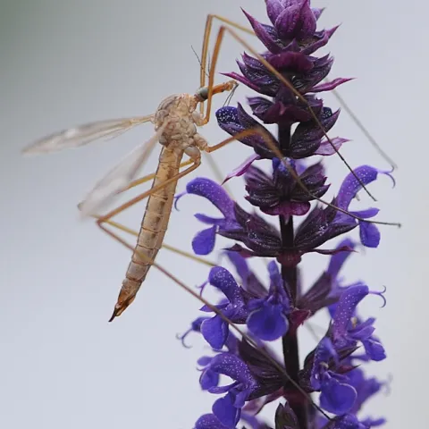 Crane fly resting on salvia. (Photo by Kathy Keatley Garvey)