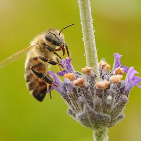Honey bee nectaring on lavender. A UCSF team just discovered four new honey bee viruses. (Photo by Kathy Keatley Garvey