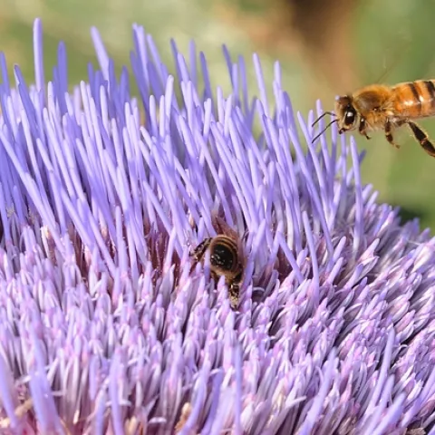 Honey bee heads for flowering artichoke in the Haagen-Dazs Honey Bee Haven at UC Davis. Photo by Kathy Keatley Garvey)
