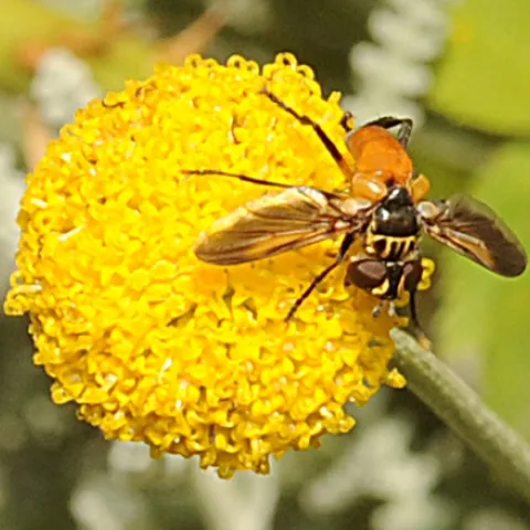 Distinctively colored tachinid fly, probably Trichopoda pennipes, on Santolina rosmarinifolia. (Photo by Kathy Keatley Garvey)