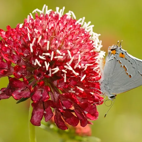 Gray hairstreak (Strymon melinus) on a red pincushion flower (Scabiosa). (Photo by Kathy Keatley Garvey)