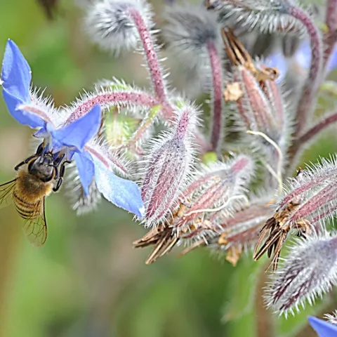Honey bee foraging on borage. (Photo by Kathy Keatley Garvey)