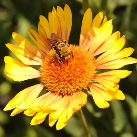 Sunflower bee, Svastra obliqua expurgata, on Gaillardia. (Photo by Kathy Keatley Garvey)