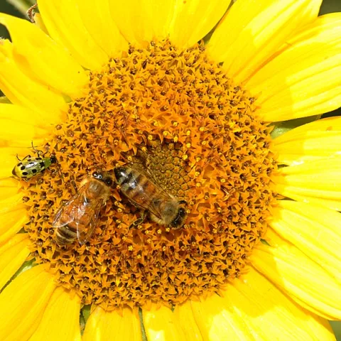 Spotted cucumber beetle sharing a sunflower with two honey bees. (Photo by Kathy Keatley Garvey)
