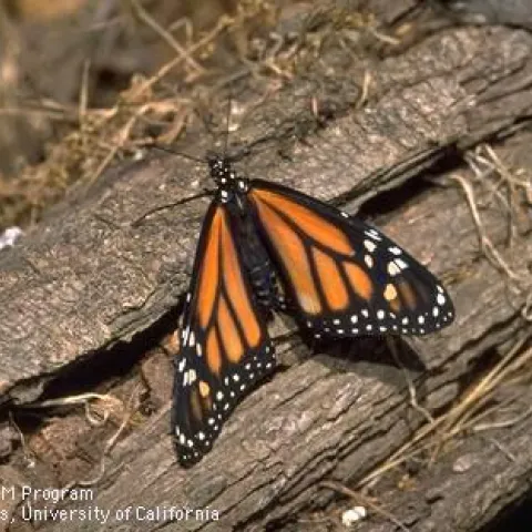 Monarch butterfly