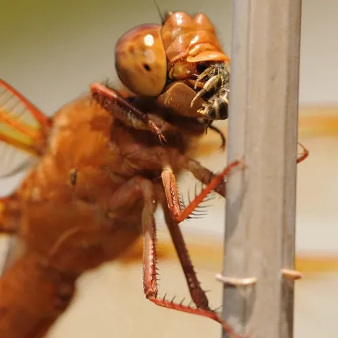 Flame skimmer munches on a female sweat bee of the genus Halictus. (Photo by Kathy Keatley Garvey)